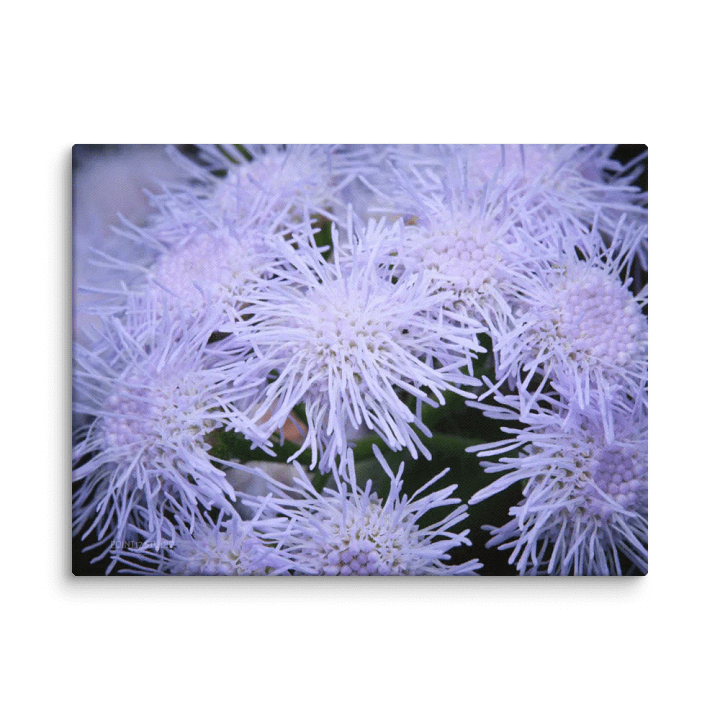 Blue Mistflower - Print On Canvas product image (2)