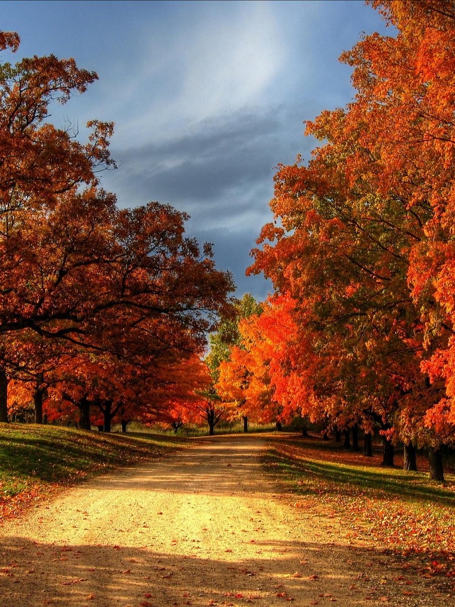 Autumn Leaves Scented 8. oz Candle product image (3)