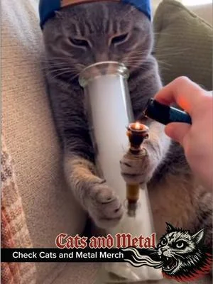 Electric Meowzard pt1  Merch: link in bio  Og video unknown, dm for credit or removal  #catsandmetal #catmemes #metalmemes #electricwizard #acidbath  