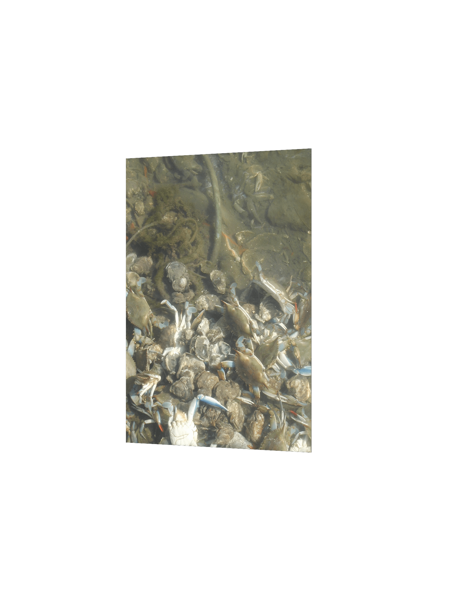 Crab Colony Underwater Matte Poster product image (13)