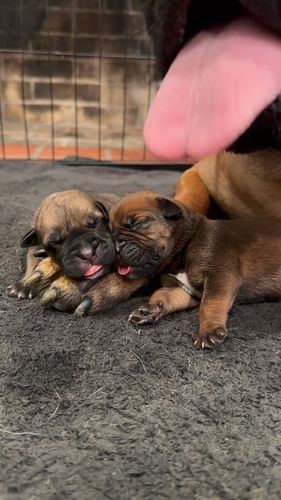 Puppy love 💗 

🐾 
🐾
🐾
🐾
🐾
#mastiff #mastiffsofinstagram #mastiffgram #mastiffs #bullmastiff #bullmastiffs #bullmastiffsofinst...