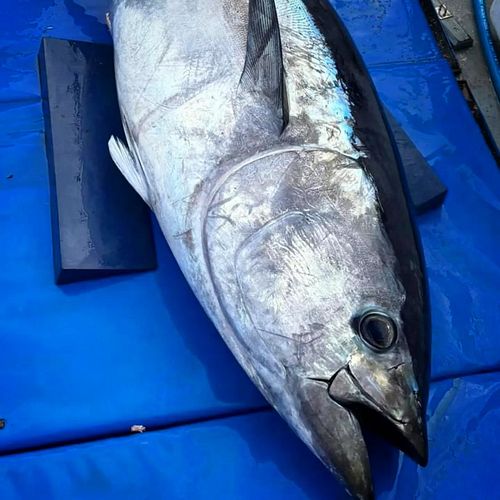 Busy day today! Been on the hunt for a tuna for Porthminster Beach Cafe, after a good few hours hunting we landed this stunni...