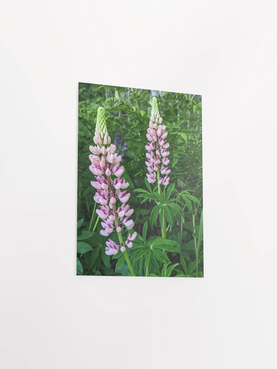 Lupine (Print) product image (34)