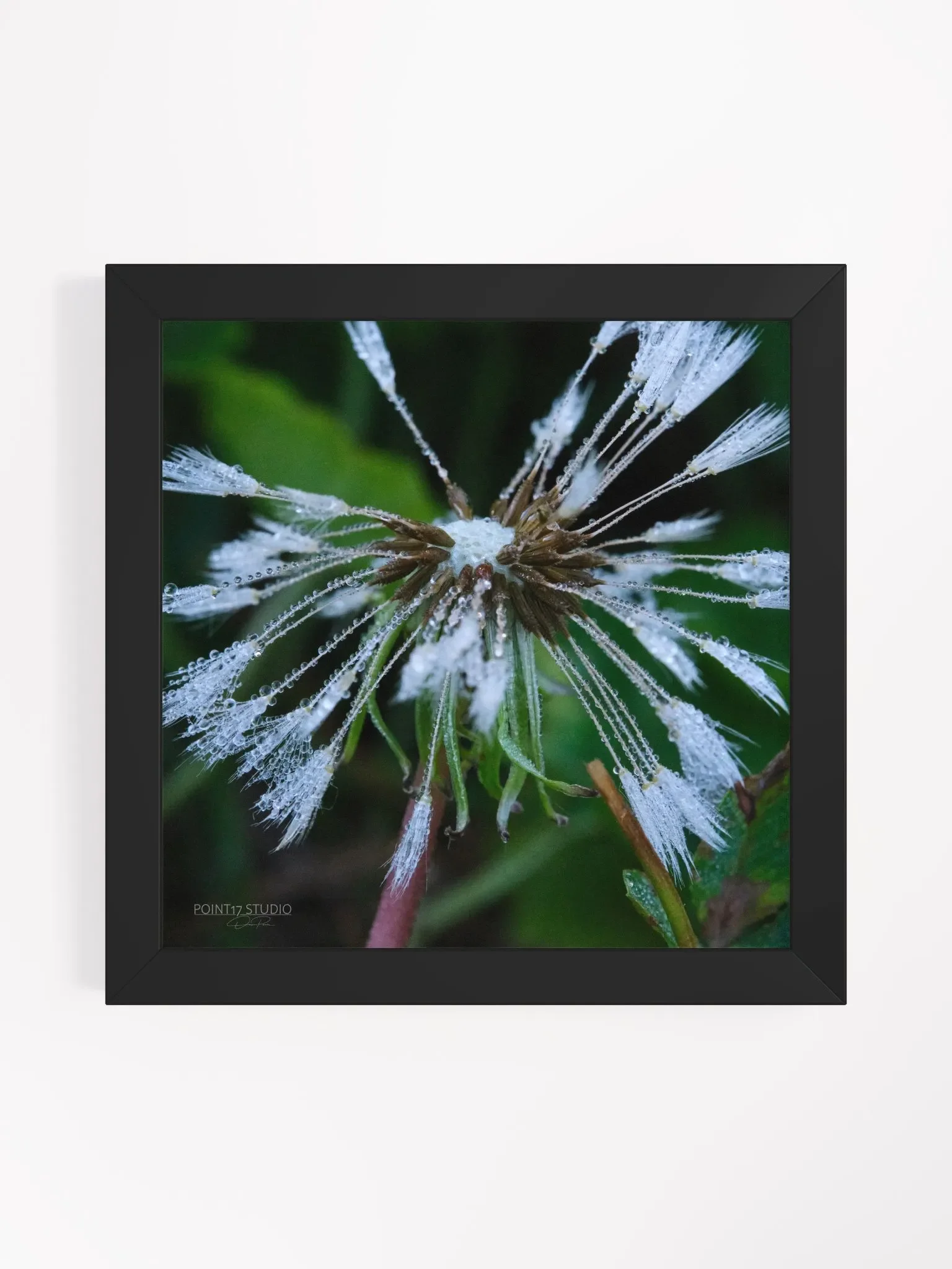 Dandelion #2 - Framed Print product image (1)