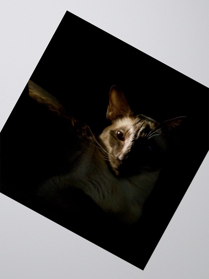 Shadow Siamese Sticker product image (5)
