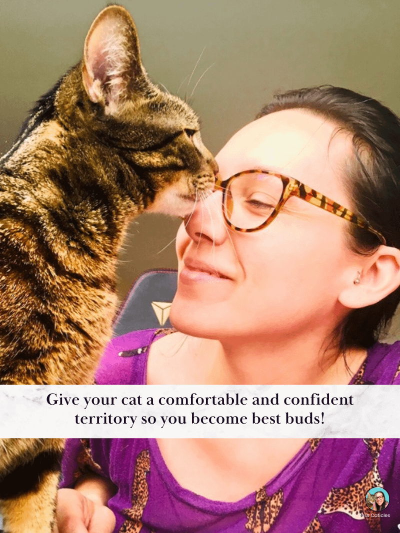 Cat Care Binder Bundle product image (3)