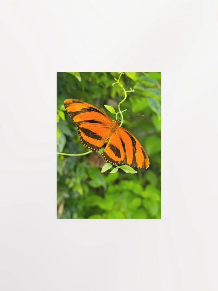 Banded Orange Longwing Tropical Butterfly Matte Poster 5x7" product image (1)