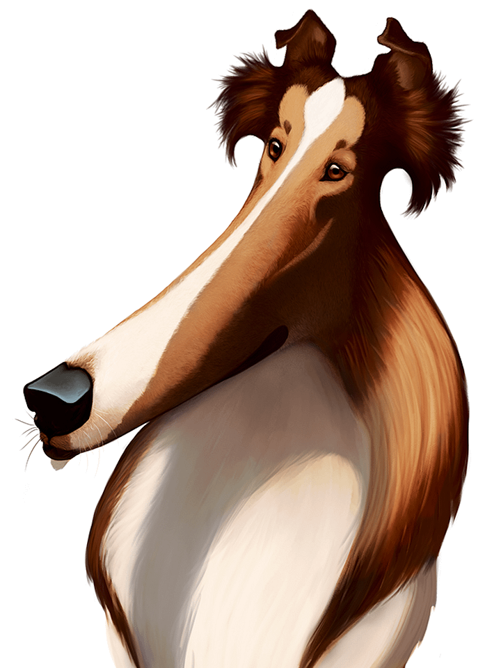 Dog Breeds: Rough Collie Print product image (2)