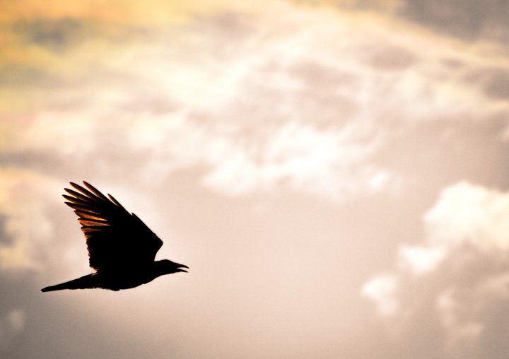 Soar for your Roar product image (2)