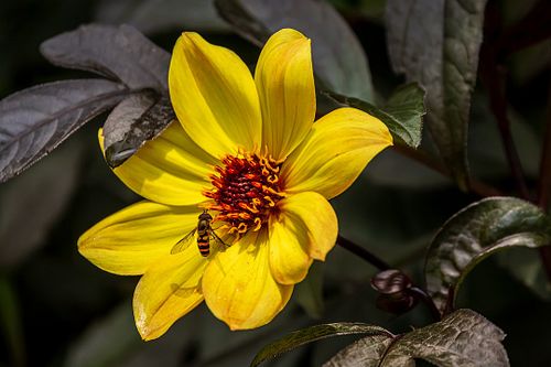 An American hoverfly landing on a stiff sunflower.

#sunflower #flower #insect #hoverfly