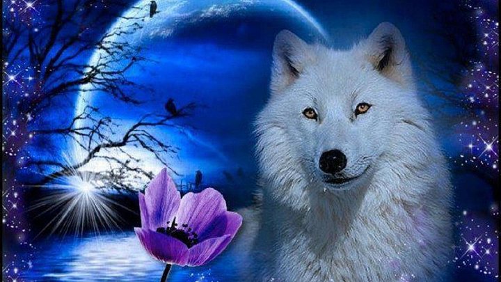 the spiritual wolf feather pack sticker product image (1)