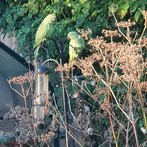 Visitors in the garden this morning 
#parrot #parrotsofinstagram #parrots #birdsofinstagram #birds