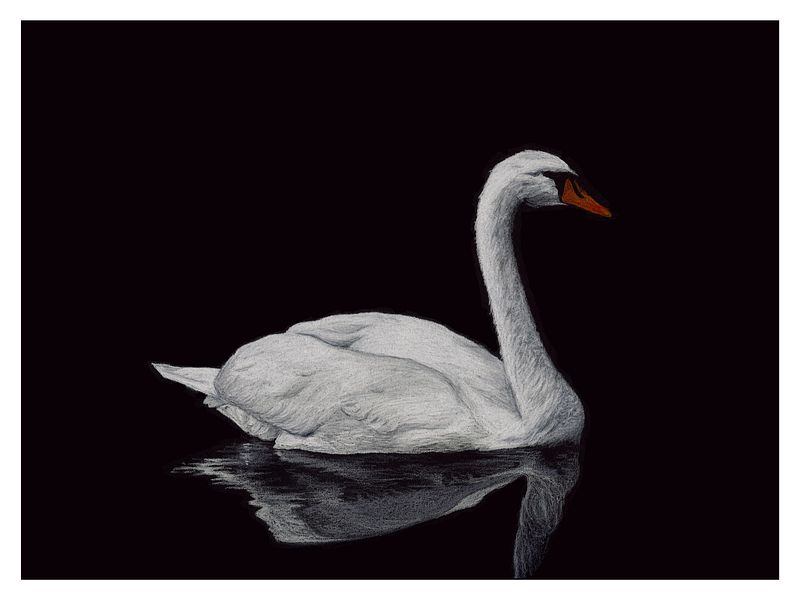 Mute Swan - giclée print