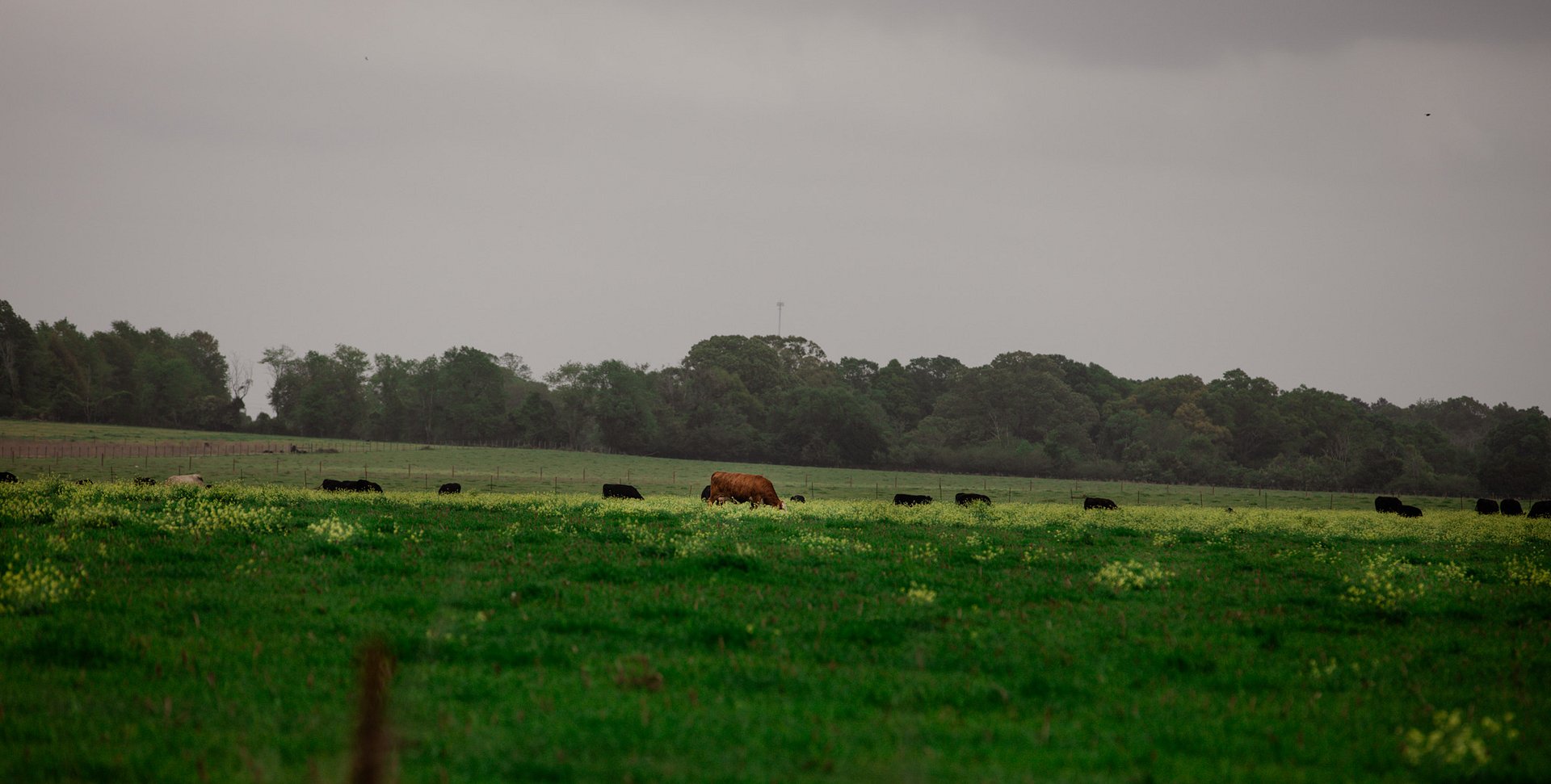 Early morning fog with the cows product image (1)