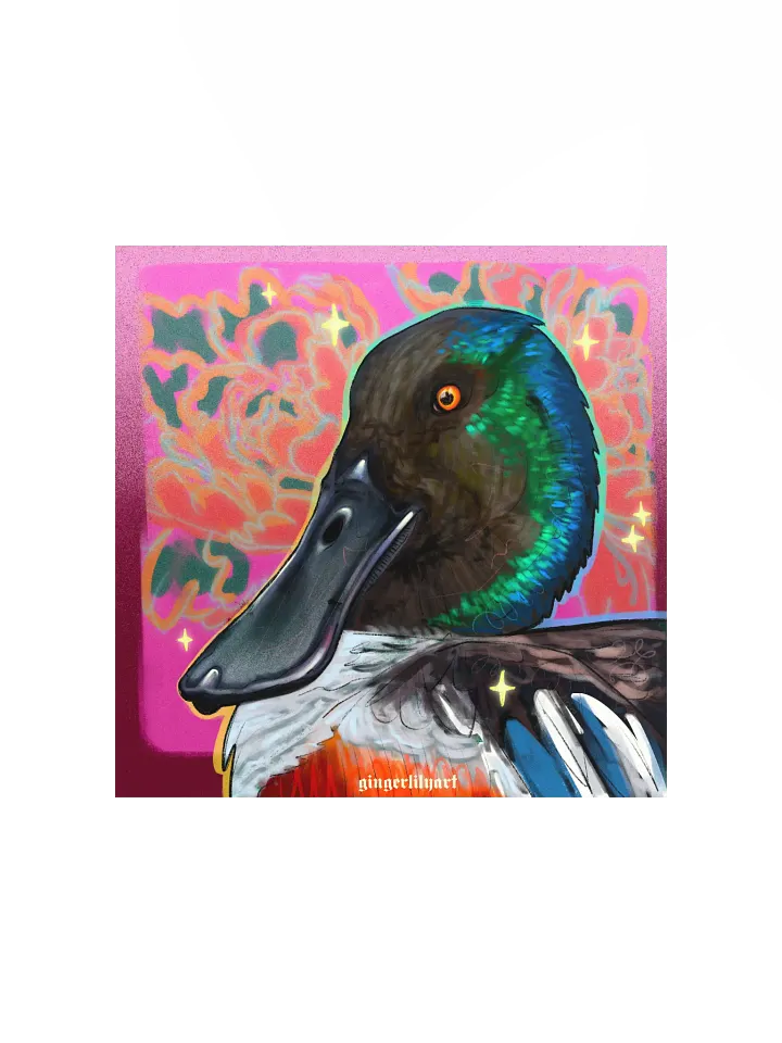 northern shoveler duck product image (2)