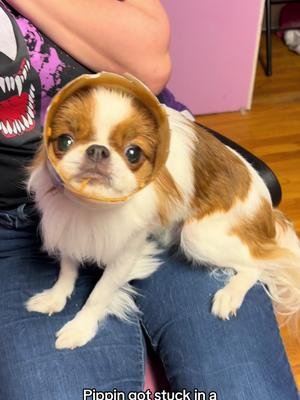 Our little goblin got stuck. #goblin #japanesechin #peanutbutter #smalldog #stuck 