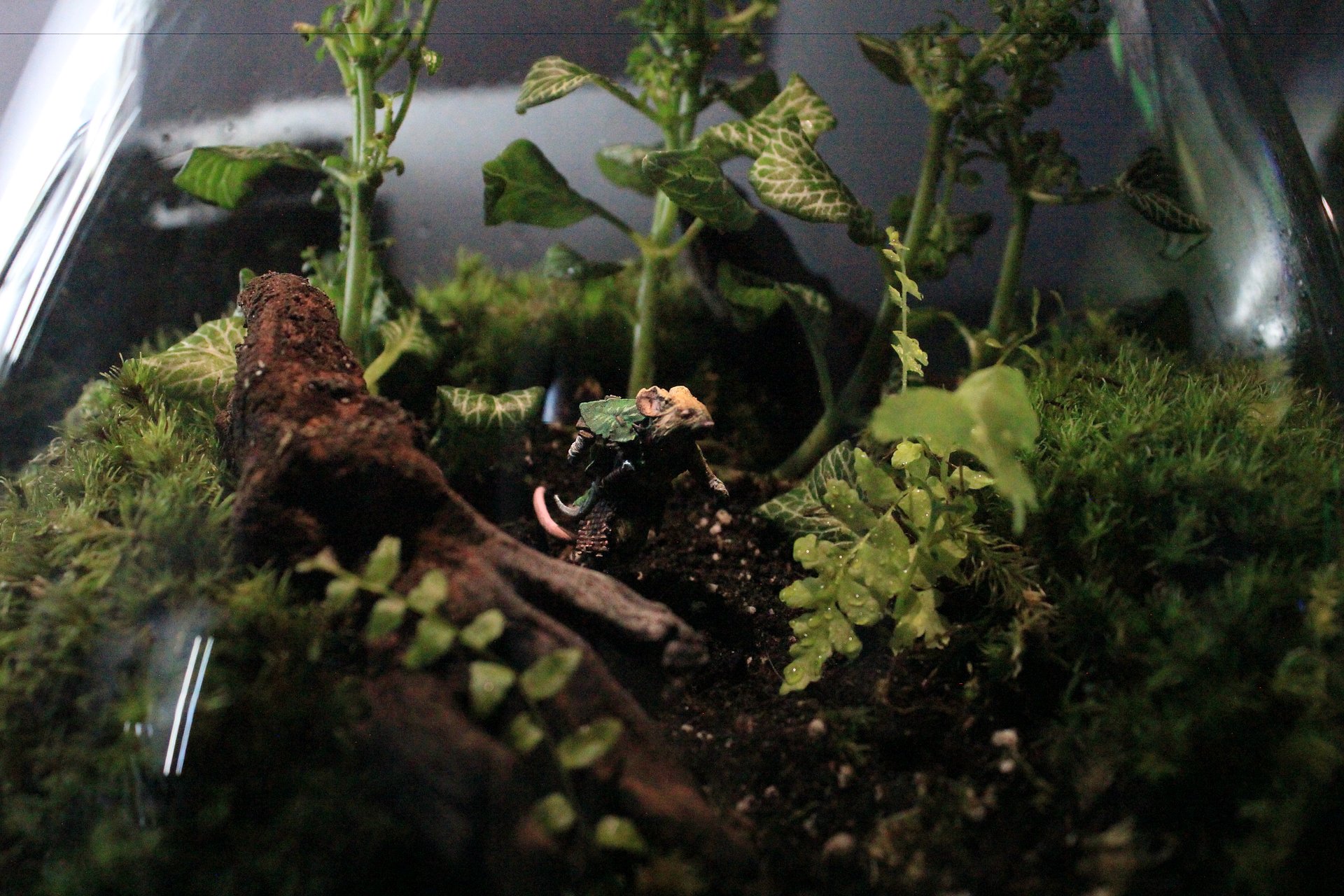 Terrarium Commissions (UK) product image (1)