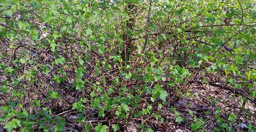 some nature