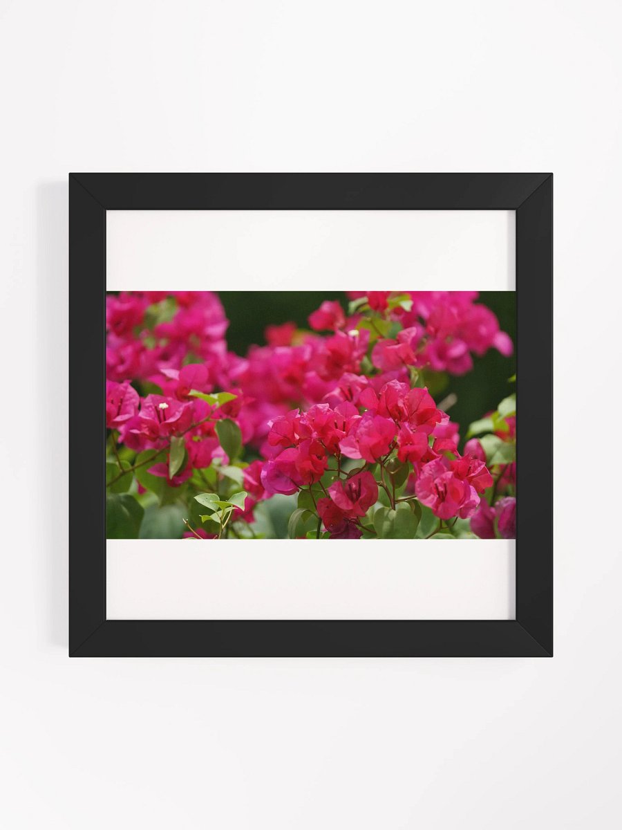 Vibrant Bougainvillea Bliss Framed Poster product image (1)