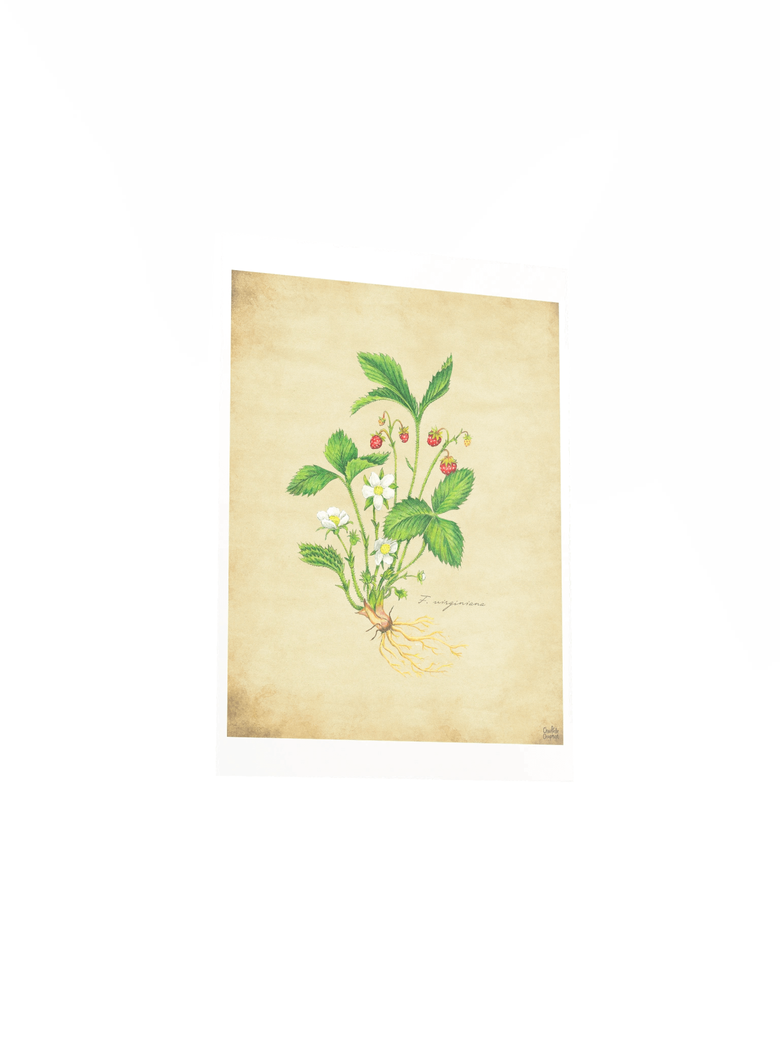 Wild Strawberry - Art Print product image (4)