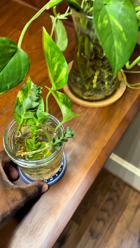 Feeling like Denzel Washington…
#planttips #moreplants #succulentcuttings
