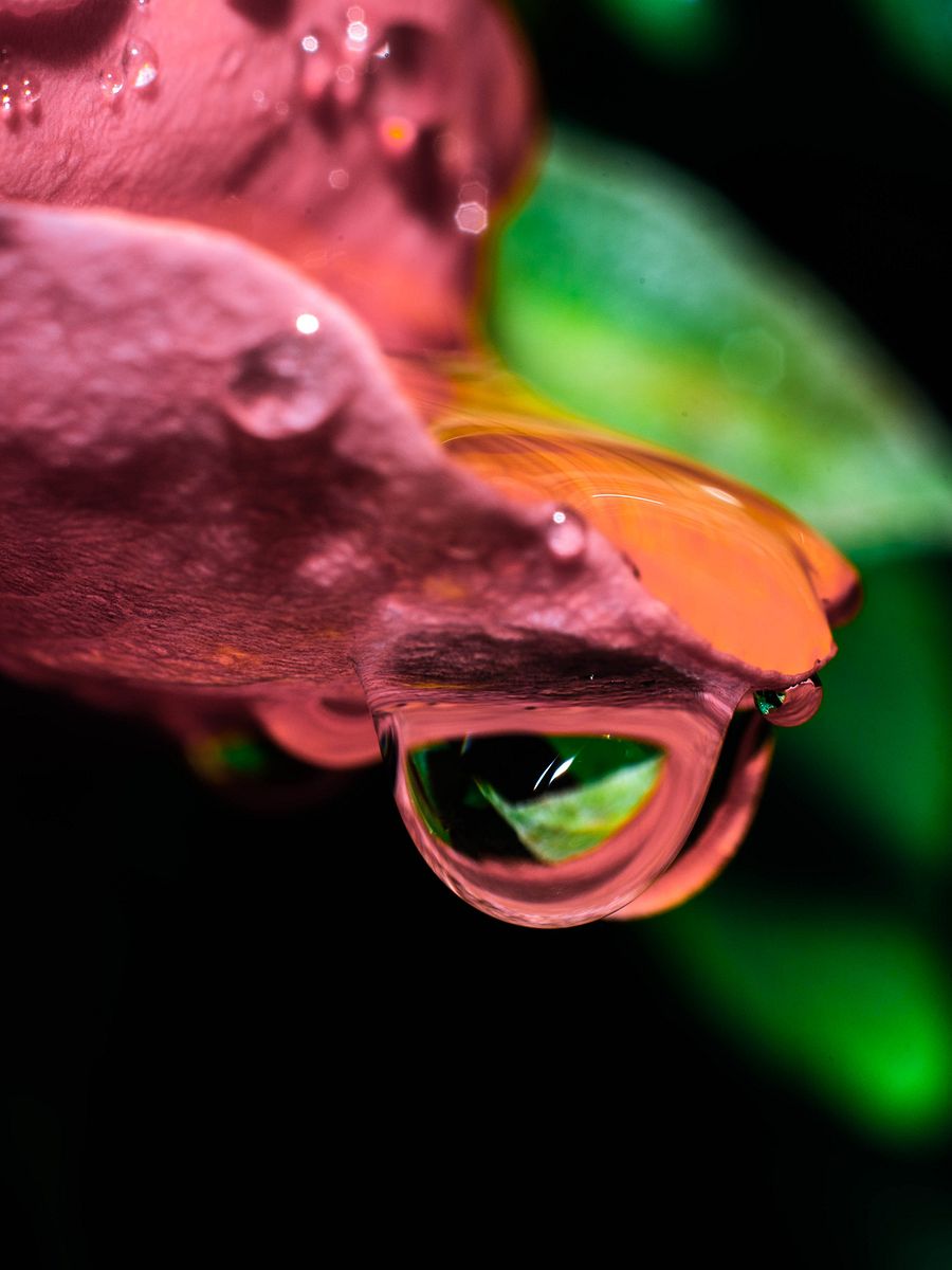 Froggy Flowers product image (1)