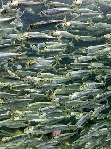 Summer has been fun, ありがとう 🌻💕 (although here in Tokyo it is far from over 😂)