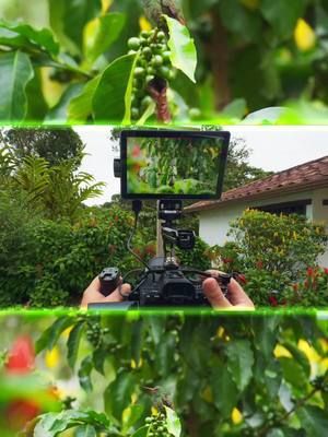 ¿Grabar aves en la naturaleza con sol directo? ☀️ Solo con el Viltrox DC-A1 se ve así de claro. ➡️ 2800 nits en campo abierto ➡️ Compacto, ligero y sin reflejos ➡️ Perfecto para naturaleza 🌿🎥 El mejor monitor que he usado al aire libre hasta ahora. Sígueme para más pruebas reales de equipo de video. #viltrox #viltroxdca1 #filmmakergear #grabandoaves #colibrí #outdoorvideo #monitor4k #sonyalpha #birdfilming #gearreview @Viltrox  @Viltrox.es 