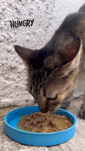 Lovely neighborhood kitty very hungry after being missing for a whole day. #helping