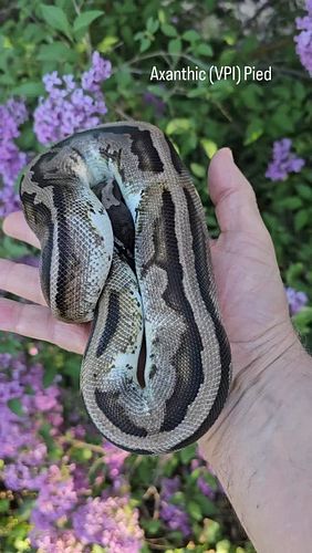#ballpython #ballpythons #ballpythonbreeder #ballpythonsofinstagram #reptiles #nwballpythons #emeraldcityreptiles #piedballpy...