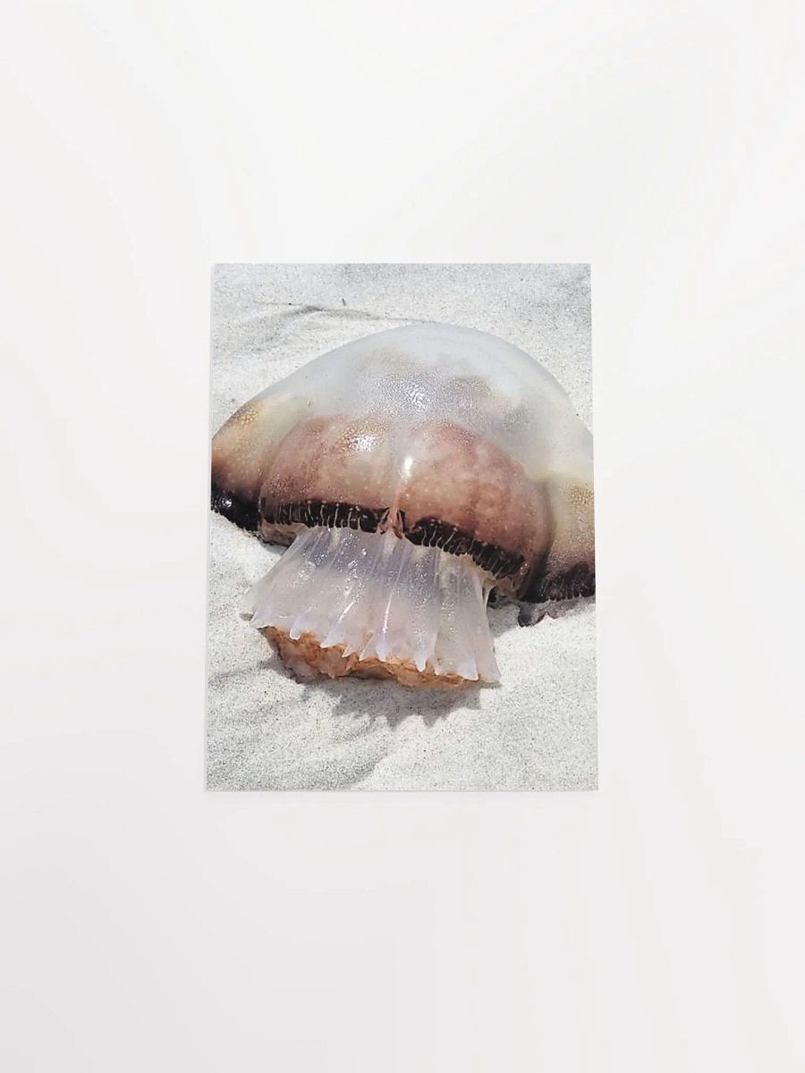 Jellyfish product image (45)