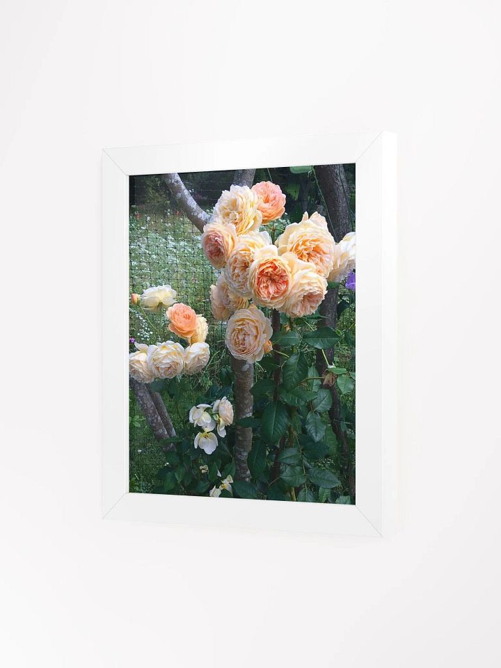 Royal Orange Roses product image (2)