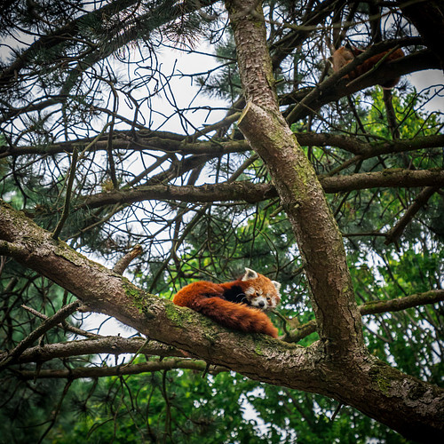 A very sleepy red panda! 🥱
.
#sony #a7iii #sonyvisuals #sonyuser #photography #gramslayers #pixelandlens #sonyalphapro #alpha...