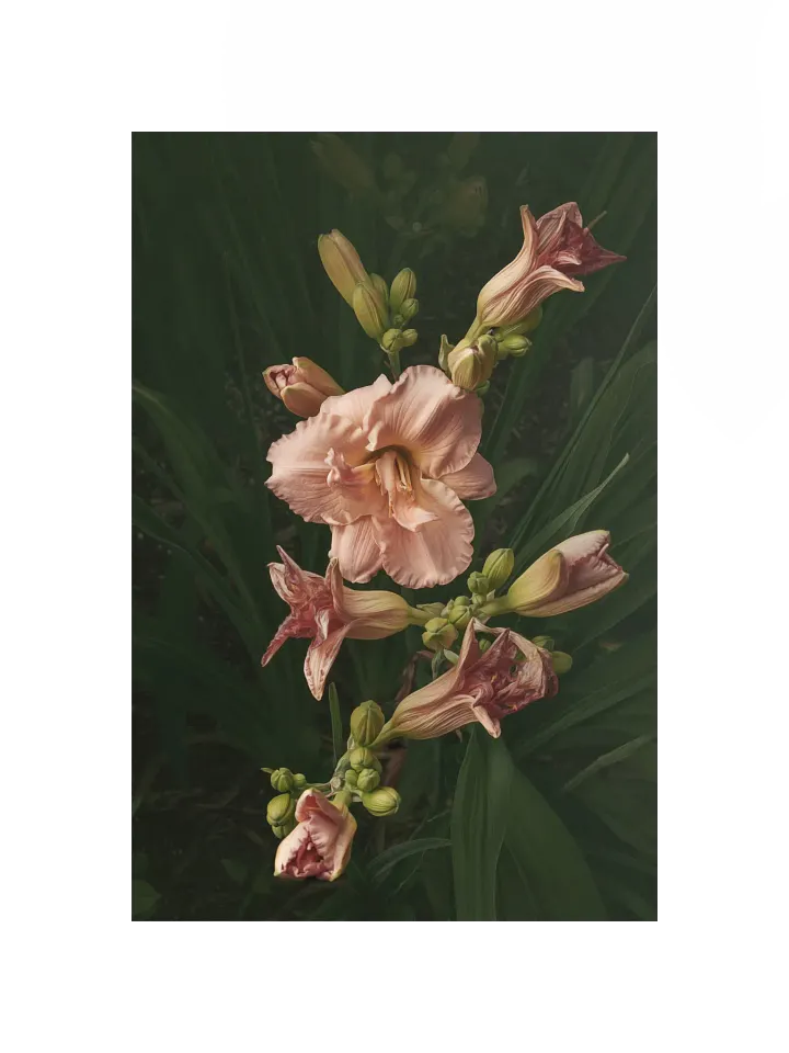 Cascasde of Daylilies product image (1)