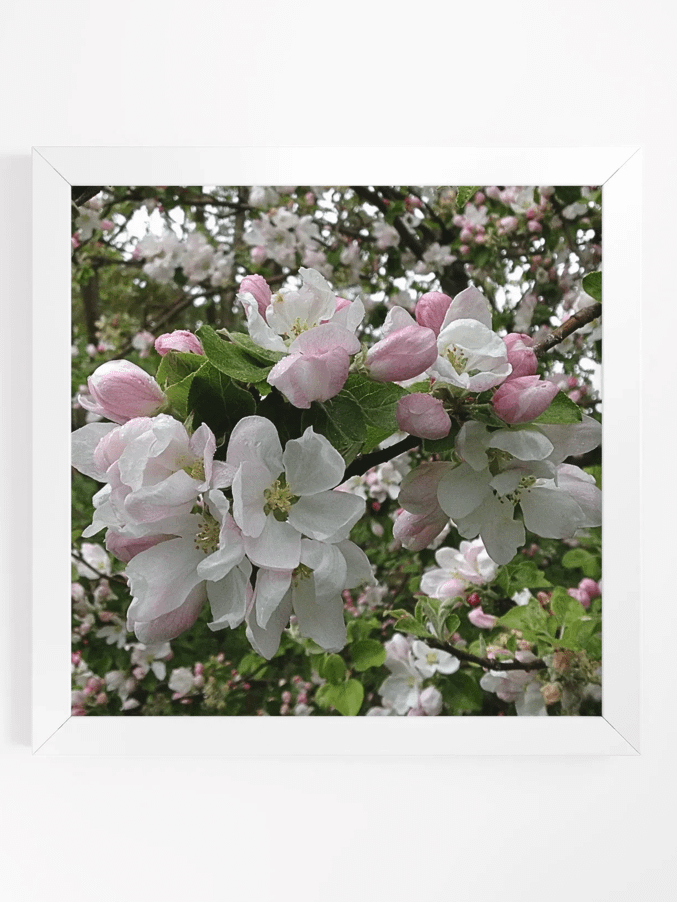 Apple Blossoms II product image (1)