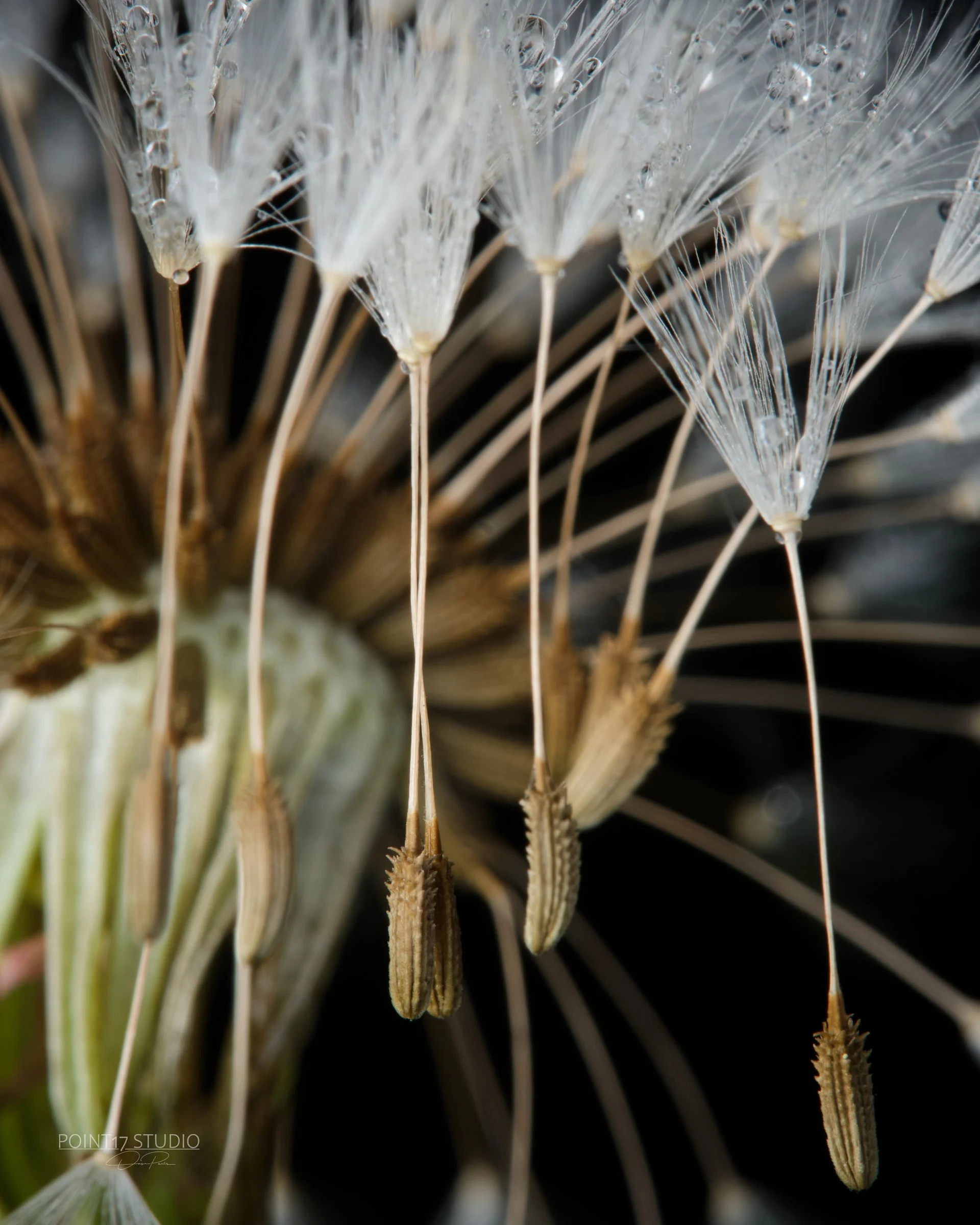 Rapture - Poster product image (9)