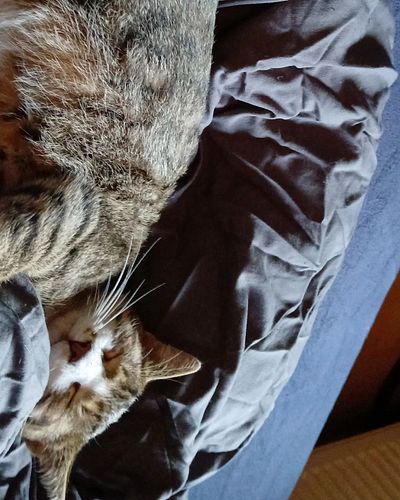 Felix nur am pennen und Kuscheln 🥰 so süß mein kleiner