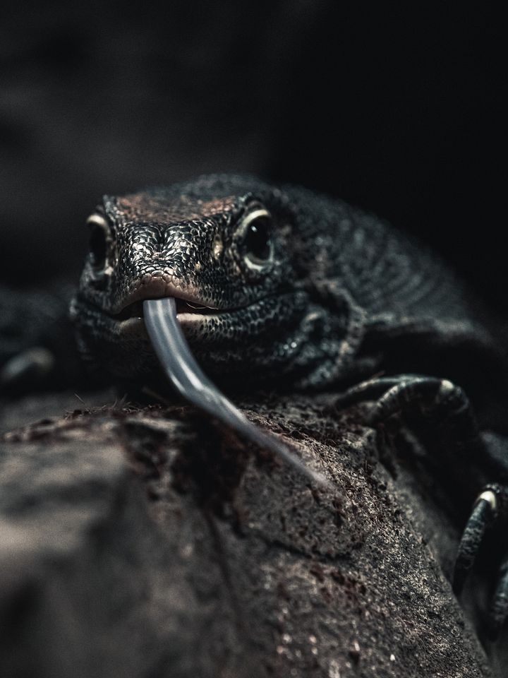 Melanistic Nile Monitor product image (1)