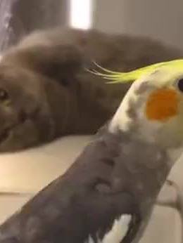 bu ne oğlum kediye yazık  #kedi #cat #catsoftiktok #kedivideosu #funnycat #patili #cutecat #meow #fyp #catlover #kedicik #komikkedi #petsoftiktok #kedicikler #catlife #trend #komik #funny 