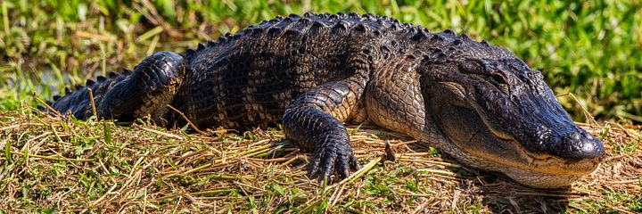 Alligator Sunning product image (2)