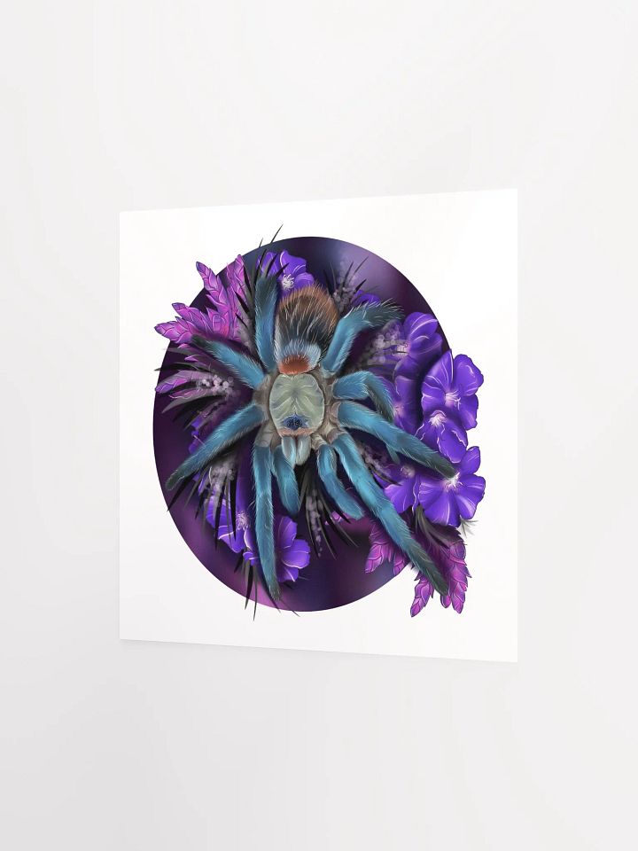 Dolichothele diamantinensis product image (4)