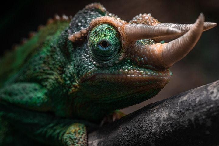 Jackson's Chameleon product image (1)
