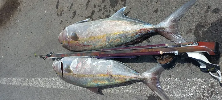 Pesca submarina en Tenerife VOL 2 product image (2)