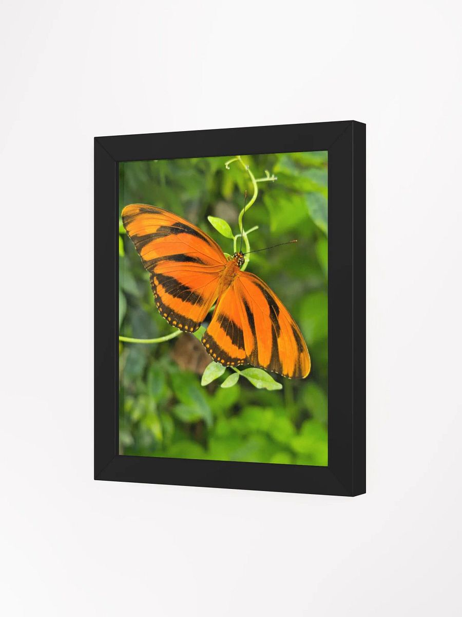 Banded Orange Longwing Tropical Butterfly Framed Poster product image (1)