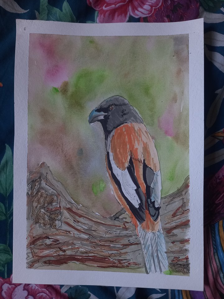 Original Art Series: Corvids [11] Rufous Treepie product image (2)