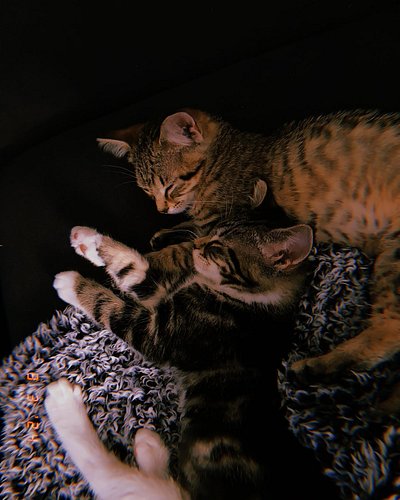 Taking a break from vacation content to bring you more cutie pics of my sweet kitties.