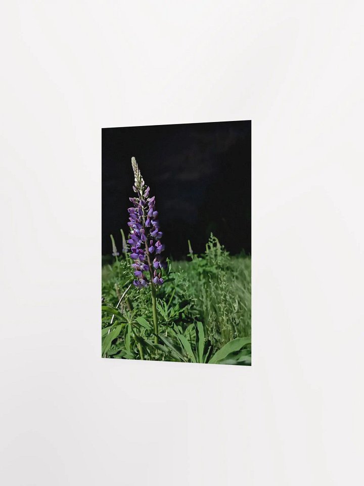 Midnight Lupine (Print) product image (17)