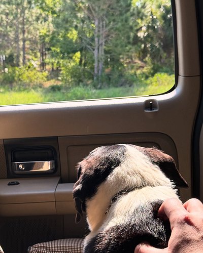 He was a good dog.