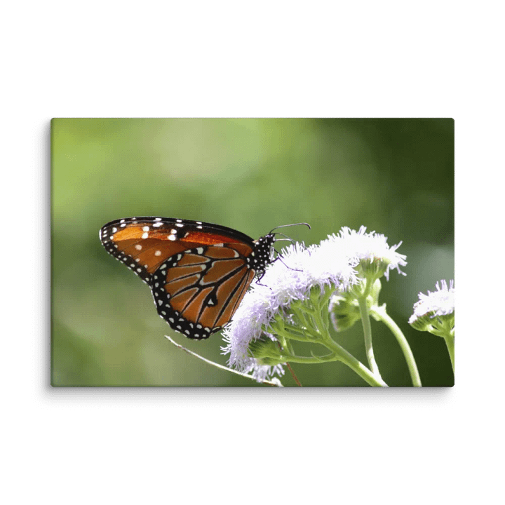 Canvas Print - Butterfly on a Flower product image (2)