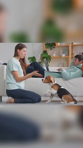 Skip the frustration and focus on fun! 🐾 Short, engaging training sessions with positive reinforcement are the key to success...